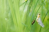 Dragonfly (Odonata sp) during the emergence, Prairies du Fouzon, Loir et Cher, France