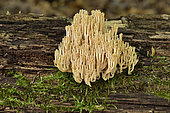 Candelabra Coral (Artomyces pyxidatus), on dead wood, Forest of Coye, Val-d'Oise, France