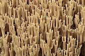 Candelabra Coral (Artomyces pyxidatus), Forest of Coye, Val-d'Oise, France