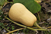 Squash (Cucurbita moschata) 'Butternut' in a vegetable garden, Val d'Oise, France
