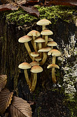 Sulphur Tuft (Hypholoma fasciculare), Forest of Coye, Val-d'Oise, France