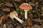 Fly agarics (Amanita muscaria), Forest of Coye, Val-d'Oise, France