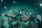 School of Munk's devil ray, pygmy devil ray, (Mobula munkiana), feeding on plankton at night, Espiritu Santo Island, Sea of Cortez, Baja California, Mexico, East Pacific Ocean