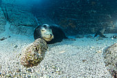Lion de mer de Californie (Zalophus californianus) mâle, Los Islotes, Mer de Cortès, Baja California, Mexique, Pacifique Est