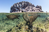 Lions de mer de Californie (Zalophus californianus) jouant sous la surface, Los Islotes, Mer de Cortès, Baja California, Mexique, Pacifique Est