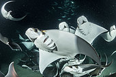 School of Munk's devil ray, pygmy devil ray, (Mobula munkiana), feeding on plankton at night, Espiritu Santo Island, Sea of Cortez, Baja California, Mexico, East Pacific Ocean
