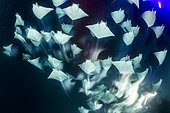 School of Munk's devil ray, pygmy devil ray, (Mobula munkiana), feeding on plankton at night, photographed ona long exposure, Espiritu Santo Island, Sea of Cortez, Baja California, Mexico, East Pacific Ocean