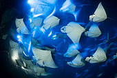 School of Munk's devil ray, pygmy devil ray, (Mobula munkiana), feeding on plankton at night, photographed ona long exposure, Espiritu Santo Island, Sea of Cortez, Baja California, Mexico, East Pacific Ocean