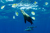 California sea lion, (Zalophus californianus), betwen Panamic sergeant major (Abudefduf troschelii) Los Islotes, Sea of Cortez, Baja California, Mexico, East Pacific Ocean
