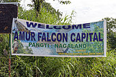Doyang Hydroelectric Dam, where up to one million birds : Amur falcon (Falco amurensis) concentrate on the road to their migration to southern Africa, Nagaland, India