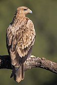 Spanish Imperial Eagle (Aquila adalberti) young on a branch, Cordoba, Andalusia, Spain