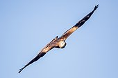 Red Kite (Milvus milvus) in flight, Guadarrama National Park (Spain)
