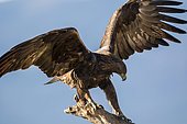 Golden Eagle (Aquila chrysaetos), Guadarrama National Park (Spain)