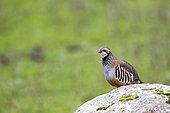 Red-legged Partridge (Alectoris rufa) on rock, Andujar Natural Park, Jaen, Spain