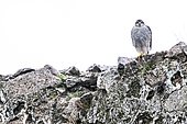 Eurasian sparrowhawk (Accipiter nisus) on rock, Andujar Natural Park, Jaen, Spain