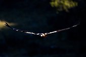 Spanish Imperial Eagle (Aquila adalberti) in flight, Cordoba, Andalusia, Spain