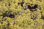 Spanish Imperial Eagle (Aquila adalberti)landing in a tree, Cordoba, Andalusia, Spain