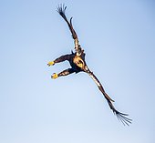Spanish Imperial Eagle (Aquila adalberti) in flight, Cordoba, Andalusia, Spain