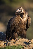 Monk Vulture (Aegypius monachus) on ground, Cordoba, Andalusia, Spain
