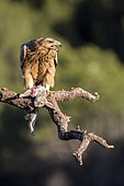 Spanish Imperial Eagle (Aquila adalberti) young eating a rabbit on a branch, Cordoba, Andalusia, Spain