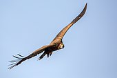 Monk Vulture (Aegypius monachus) in flight, Guadarrama National Park (Spain)