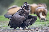 Monk Vulture (Aegypius monachus) on ground, Cordoba, Andalusia, Spain