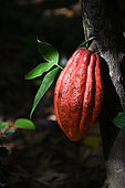 Cocoa pod on the tree, Guadeloupe