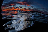 A jellyfish (Rhizostoma pulmo) with your guest, Tyrrhenian Sea