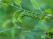 Caterpillar of Death's Head Hawk-moth (Acherontia atropos) eating a leaf of Common Spindle tree (Euonymus europaeus), Entre-deux-Mers, Gironde, New Aquitaine, France.