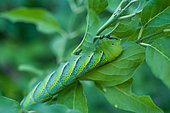 Caterpillar of Death's Head Hawk-moth (Acherontia atropos) eating a leaf of Common Spindle tree (Euonymus europaeus), Entre-deux-Mers, Gironde, New Aquitaine, France.