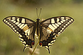 Butterfly Swallowtail (Papilio machaon) in the early morning under the first rays of sunshine, Entre-deux-Mers, Gironde, New Aquitaine, France.