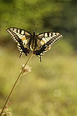 Butterfly Swallowtail (Papilio machaon) in a meadow in the early morning, Entre-deux-Mers, Gironde, New Aquitaine, France.