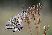 Butterfly Swallowtail (Papilio machaon) in a thatch in the early morning, Entre-deux-Mers, Gironde, New Aquitaine, France.
