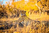 Cheetah (Acinonyx jubatus) lying in the savannah, South Africa