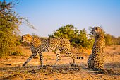 Cheetah (Acinonyx jubatus) walking with tracking collar, South Africa