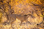 Cheetah (Acinonyx jubatus) walking at dusk, South Africa