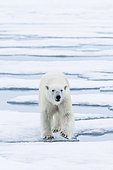Polar bear (Ursus maritimus) walking on ice, Svalbard