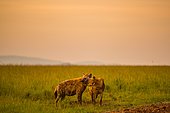 Spotted hyena (Crocuta crocuta) pair at dusk, Masai Mara, Kenya
