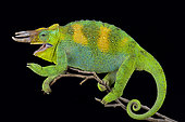 Johnston's chameleon (Trioceros johnstoni)