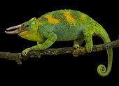 Johnston's chameleon (Trioceros johnstoni)