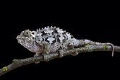 Spiny-flanked Chameleon (Trioceros laterispinis)