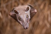 Portrait of Gambian epauletted fruit bat (Epomophorus gambianus)