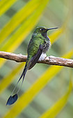 Booted Racket-tail. Booted Racket-tail (Ocreatus underwoodii) male, Valle del Cauca