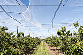 Protection of cherry trees with nets in the spring, Pas de Calais, France