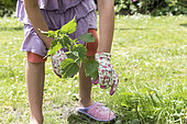 Girl tearing nettles in a garden in spring, Pas de Calais, France