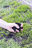 Reparing a damaged lawn