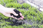 Reparing a damaged lawn