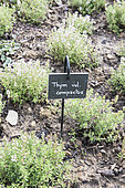 Thyme in a garden in summer, Pas de Calais, France