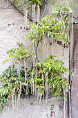 Wisteria having suffered a late frost in spring, Lorraine, France