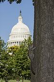 Eastern grey squirrel, (Sciurus carolinensis), with US capitol building in background, Washington D.C.